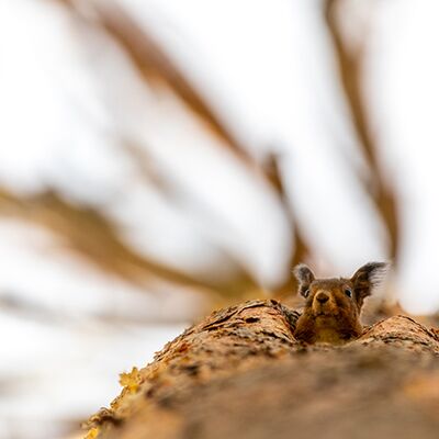 9. Platz: Massimo Santoro - Auge in Auge mit einem Eichhörnchen