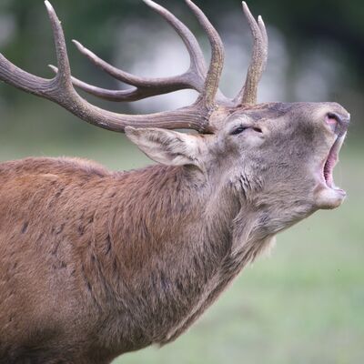 10. Platz: Franz Josef Somvi - Hirschbrunft