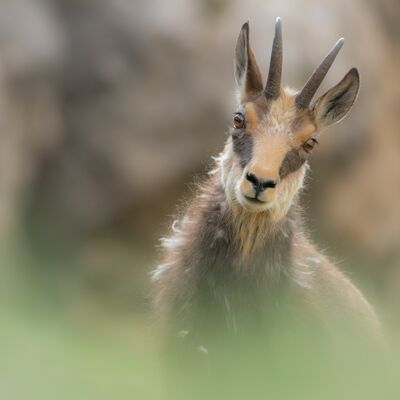 10. Platz: Reinhard Arnold - Gamsportraet