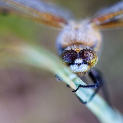 10. Platz: Josef Hackhofer - Vierfleck