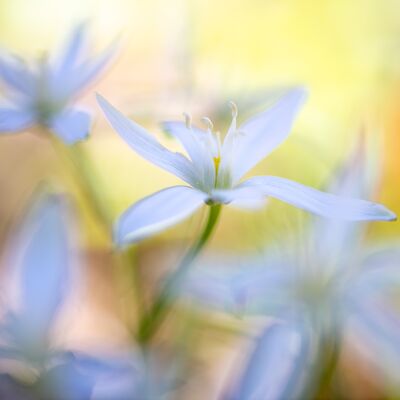 1. Platz: Giovanni Maurizi - Ornitogallo