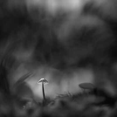 5. Platz: Manuel Plaickner - Pilz