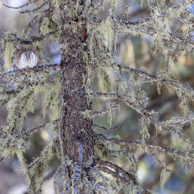 6. Platz: Wolfgang Obkircher - Stiller Beobachter