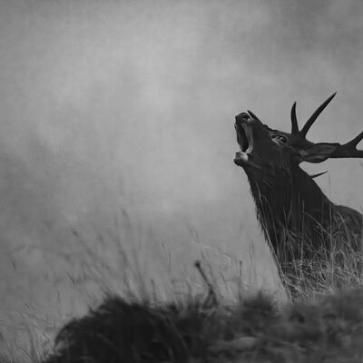 7. Platz: Günther Plaickner - Hirsch Röhren