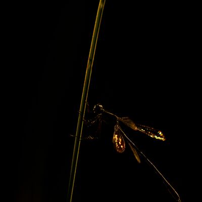 7. Platz: Hannes Paulmichl - Libelle im Abendlicht