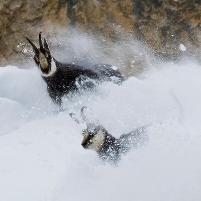 3. Platz: Georg Taschler - Gamsböcke