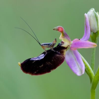 9. Platz: Alfred Erardi - Heuschrecke