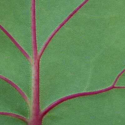 10. Platz: Johannes Wassermann - Blattdetail