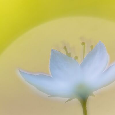 1. Platz: Hugo Wassermann - Siebenstern