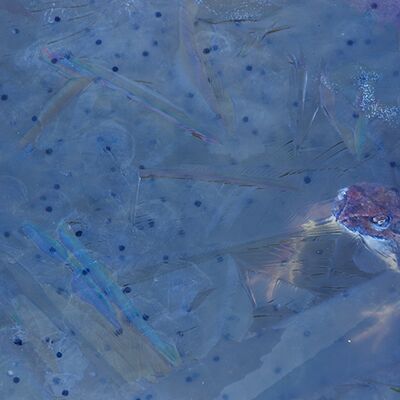 5. Platz: Sepp Hackhofer - Grasfrosch