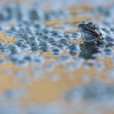 5. Platz: Sepp Hackhofer - Grasfrosch-II