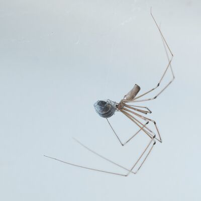 10. Platz: Alfred Erardi - Spinne mit Beute