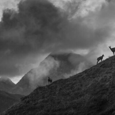 10. Platz: Josef Reichegger - Gämsen