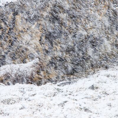 10. Platz: Lukas Schäfer - Steinbock im Schneesturm