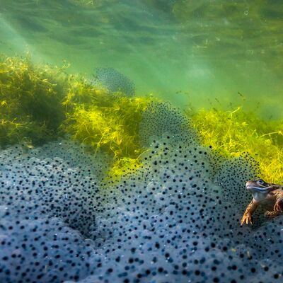 1. Platz: Manuel Plaickner - Der Wächter