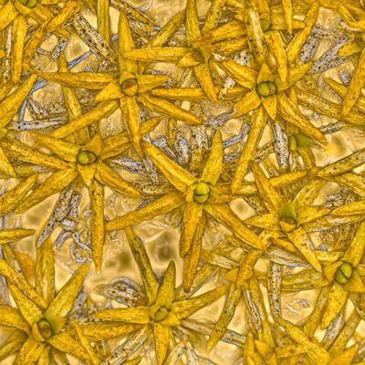 3. Platz: Günther Plaickner - Sonnengeflecht