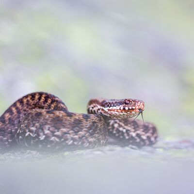 4. Platz: Manuel Plaickner - Kreuzotter
