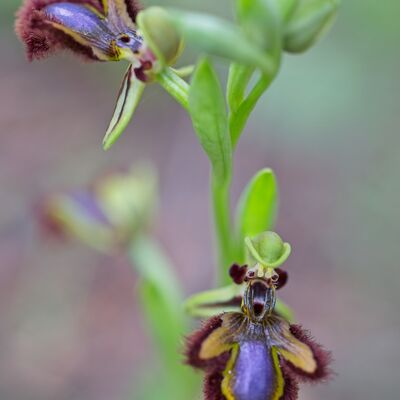 4. Platz: Georg Taschler - Orchis