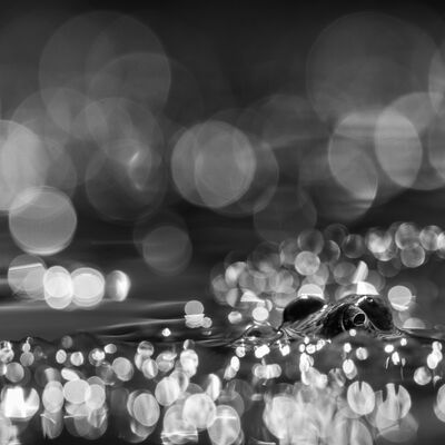 6. Platz: Ulrike Ploner - der Teich Frosch-Revier