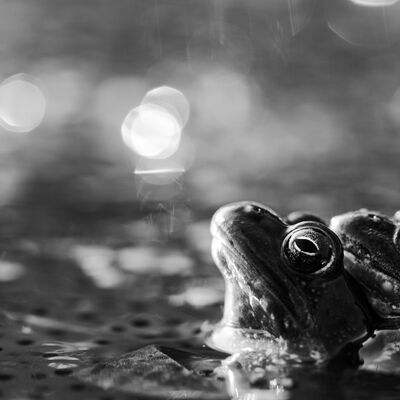 7. Platz: Peter Pliger - Frühlingsgefühle