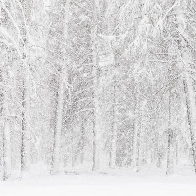 7. Platz: Manuel Plaickner - Wald im Schneesturm