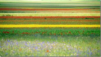 Vollblüte am Pian Grande