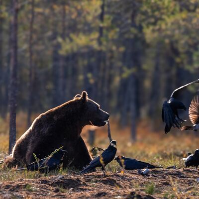 8. Platz: Silvana Giancane - orso bruno finlandese