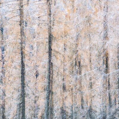 8. Platz: Hubert Hilscher - Lärchenwald