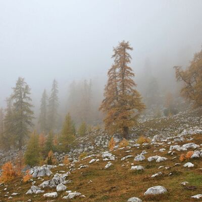 6. Platz: Elzenbaumer - Lärchen im Nebel