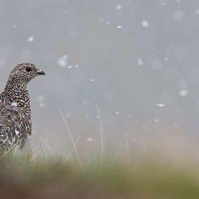 4. Platz: Hugo Wassermann - Alpenschneehuhn