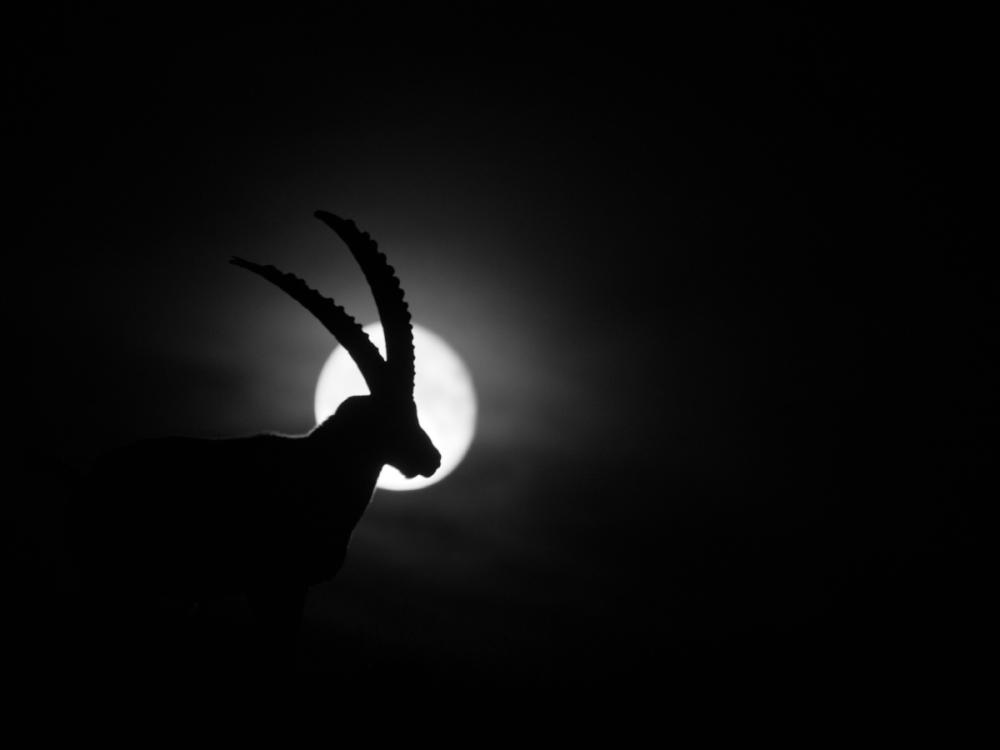 © Max Canins – Steinbock